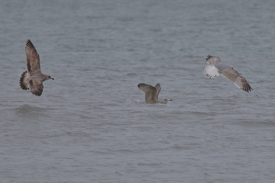Kalenderjaren -kj- - Vogels - links zilvermeeuw 1ste kj - rechts 3de kj