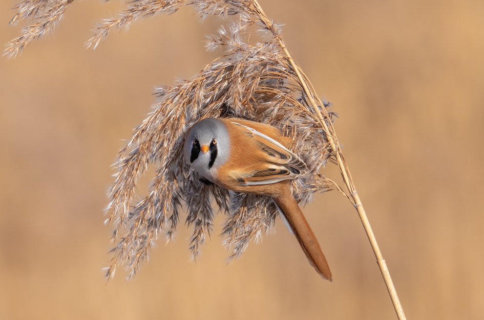 Keeping an eye on you! - Vogels - 