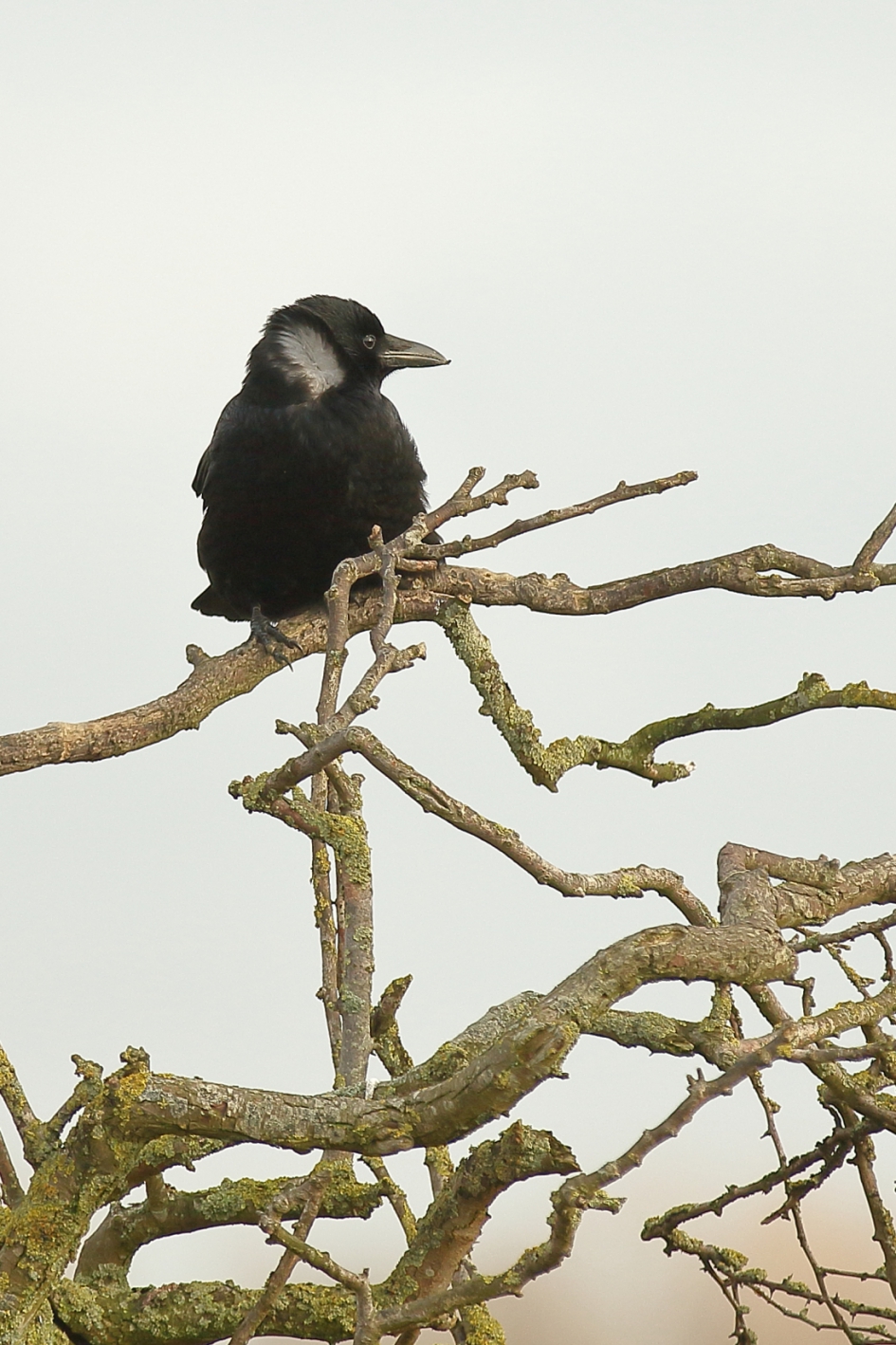 kleur bekennen - Vogels - zwarte kraai