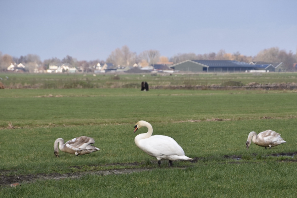 Knobbelzwaan met jonge zwanen - Vogels - 