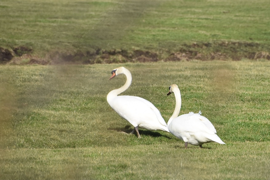 Knobbelzwanen - Vogels - 