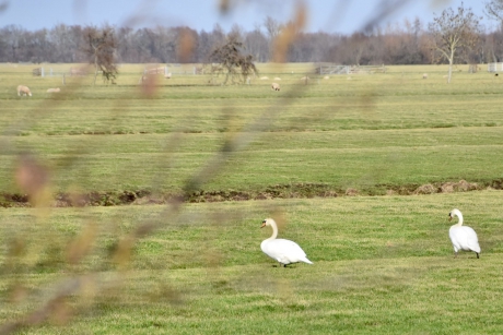Knobbelzwanen ...