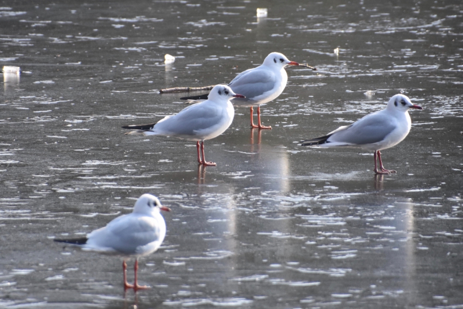 Kokmeeuwen - Vogels - 