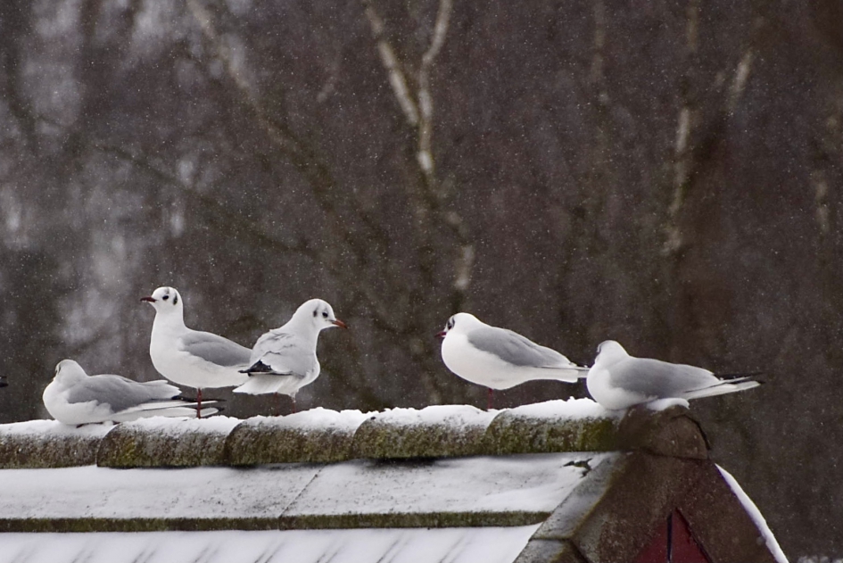 Kokmeeuwen - Vogels - 