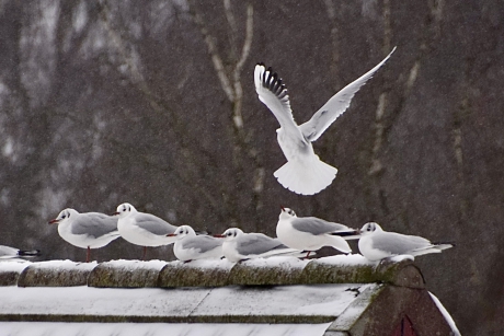 Kokmeeuwen op een besneeuwd dak