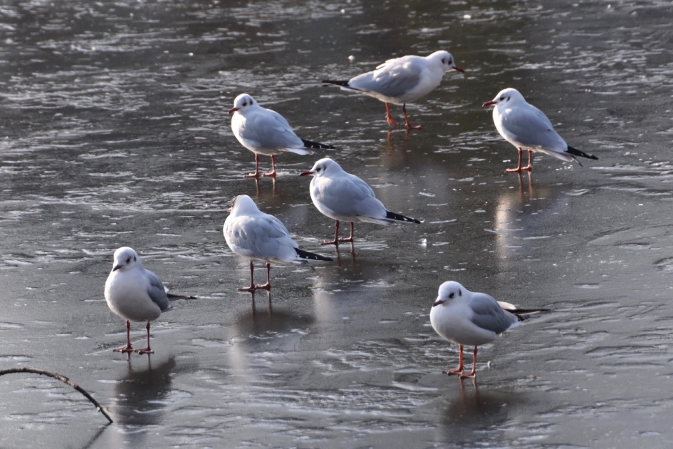 Kokmeeuwen op het ijs.... - Vogels - 