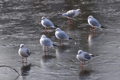 Kokmeeuwen op het ijs....