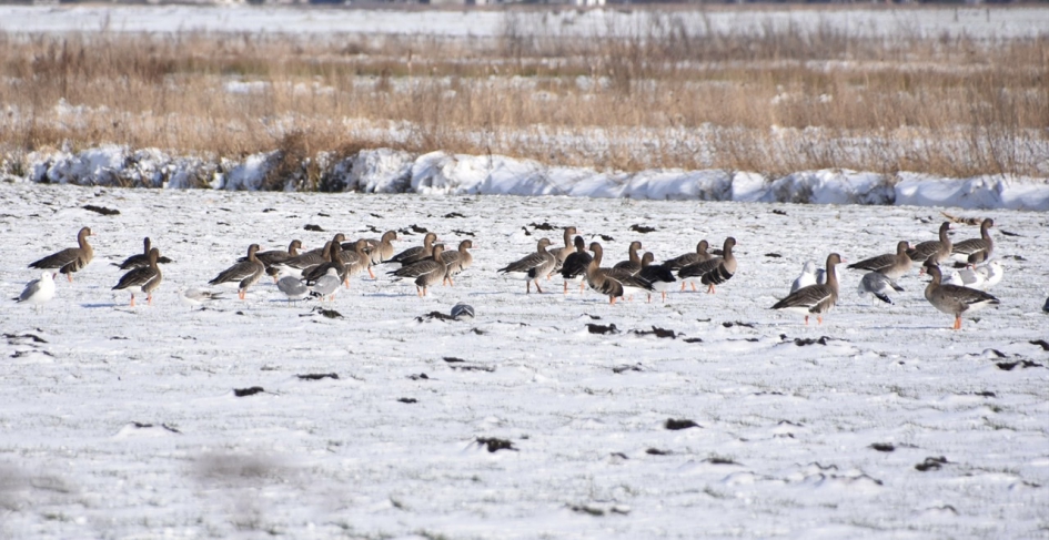 Kolganzen - Vogels - 