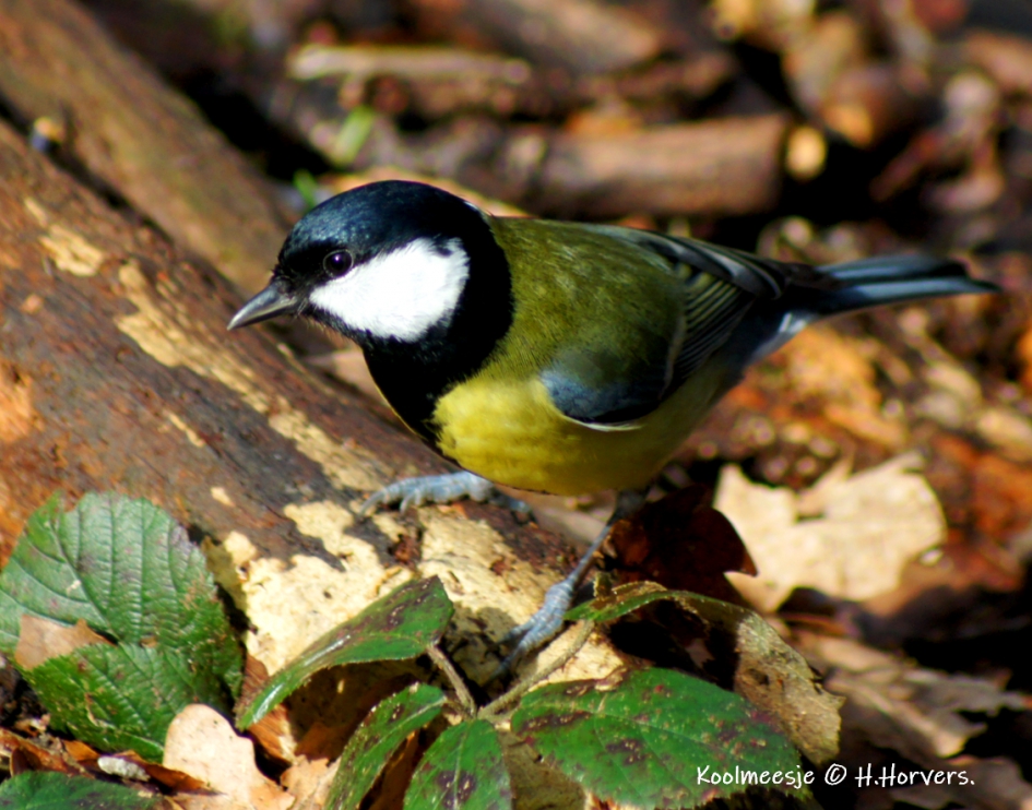Koolmees. - Vogels - Koolmees.