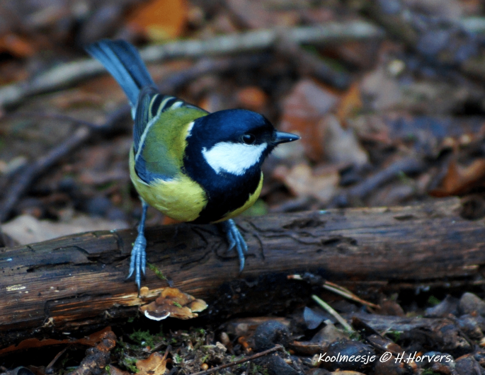 Koolmeesje. - Vogels - Koolmeesje.