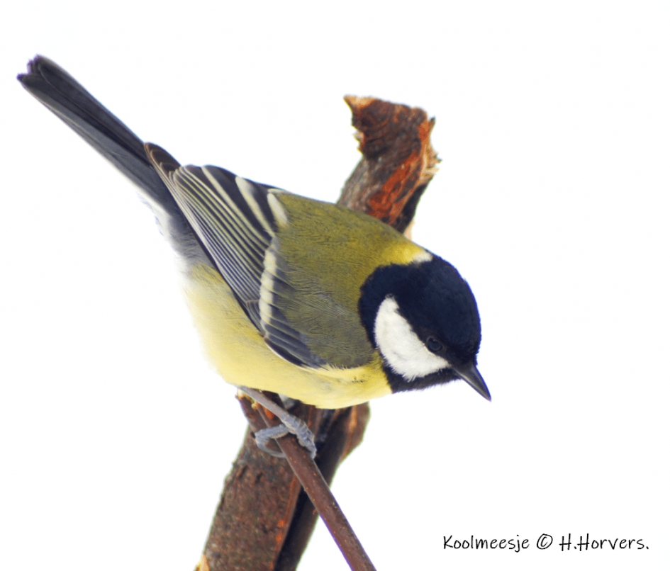 Koolmeesje. - Vogels - Koolmeesje.