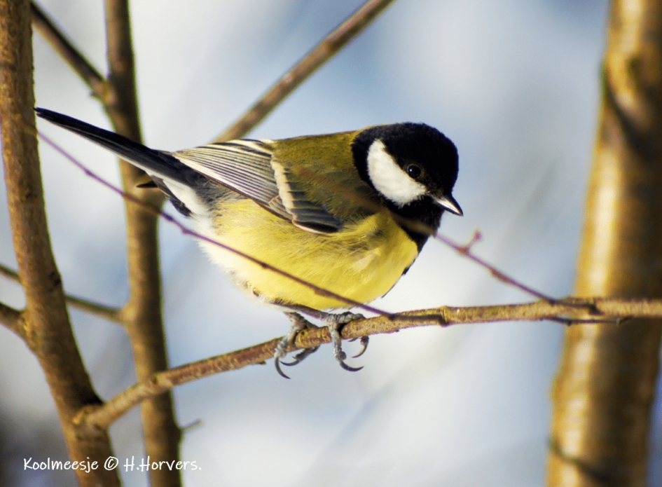 Koolmeesje - Vogels - Koolmeesje