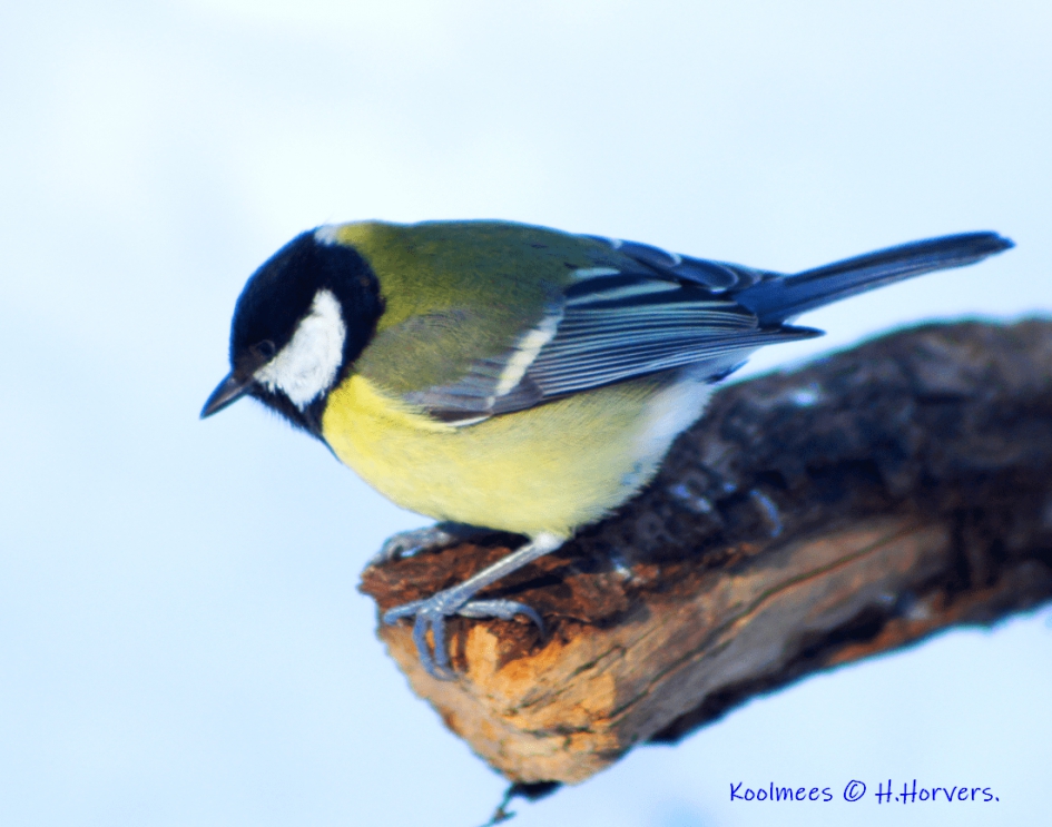 Koolmeesje. - Vogels - Koolmeesje.