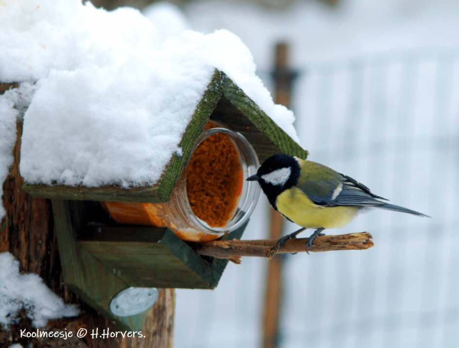 Koolmeesje aan de pindakaas - Vogels - Koolmeesje