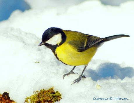Koolmeesje in de sneeuw