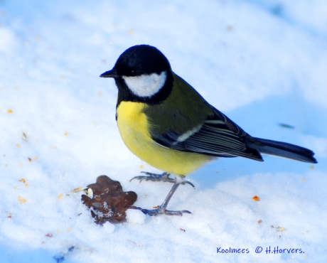Koolmeesje in de sneeuw