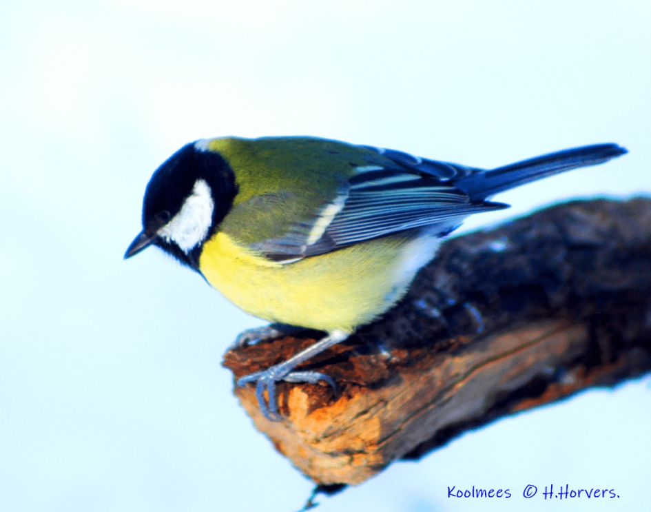 Koolmeesje in de sneeuw - Vogels - Koolmeesje