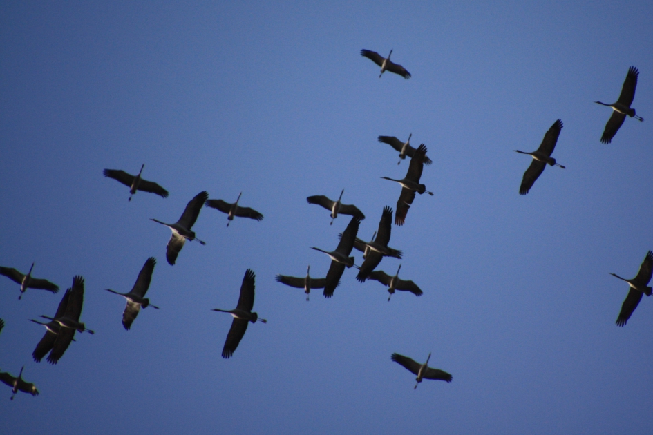 Kraanvogels - Vogels - 