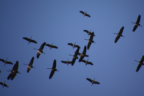 Kraanvogels
