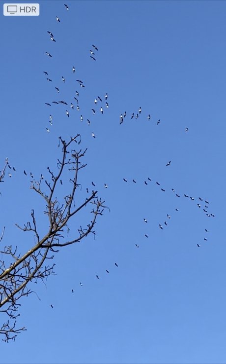Kraanvogels biven Nuenen