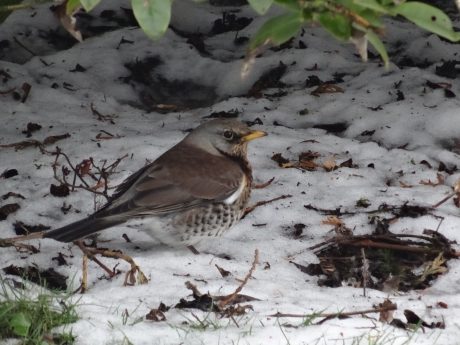 Kramsvogel in de sneeuw