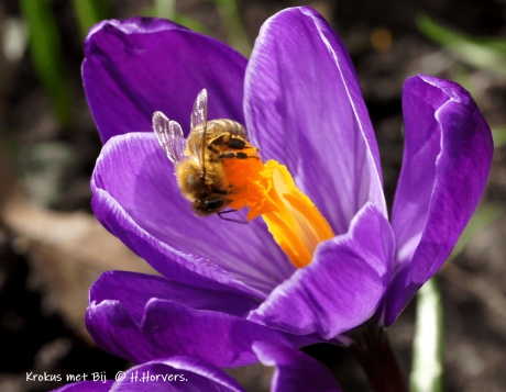 Krokus met Bij.