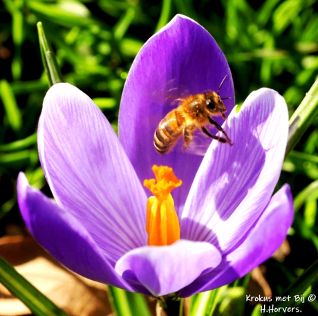 Krokus met Bij.