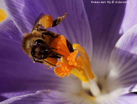 Krokus met Bij.