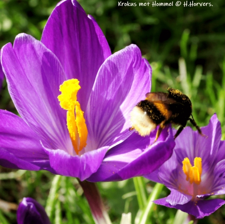 Krokus met hommel