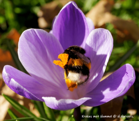 Krokus met Hommel