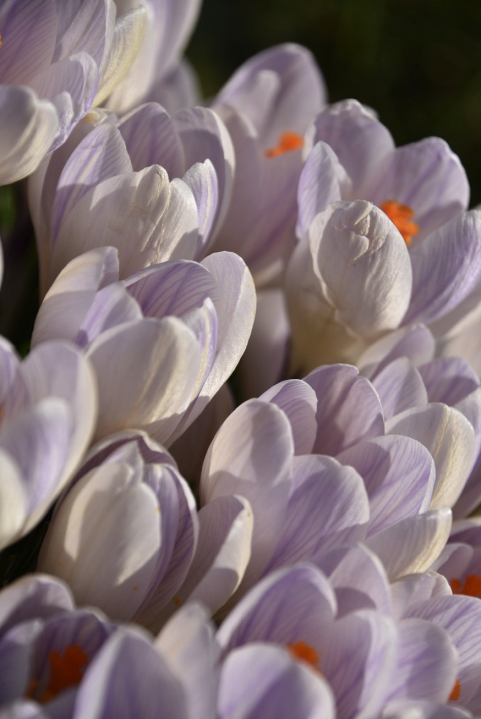 Krokussen 2 - Planten - 