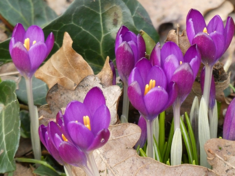 Krokussen 3