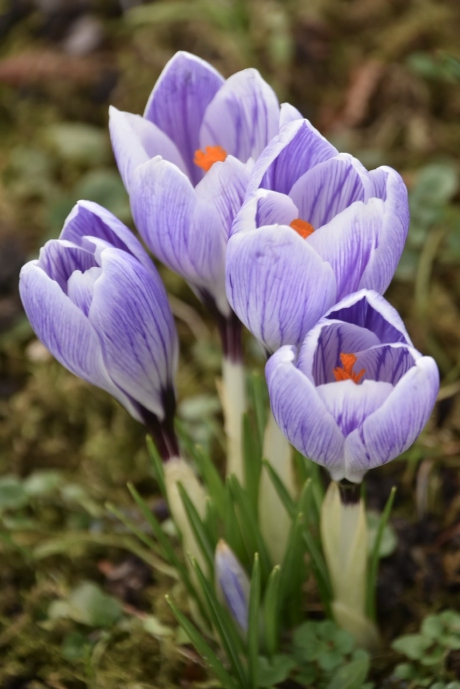 Krokussen 3