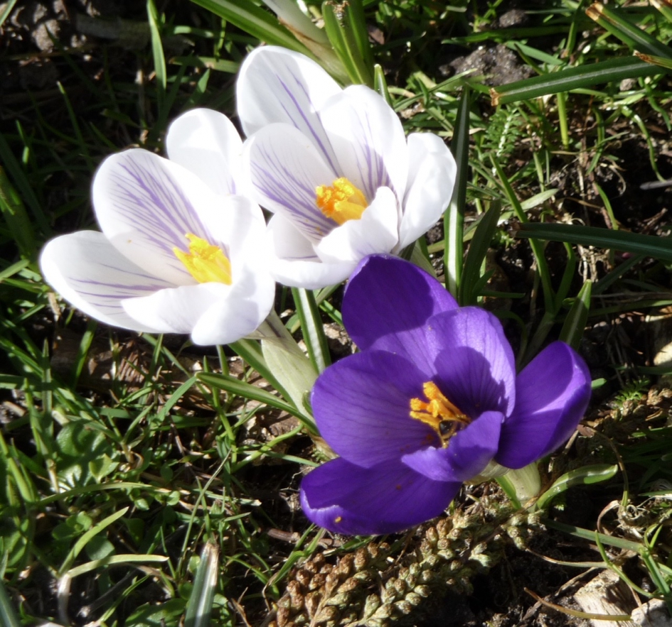 Krokussen 4 - Planten - 