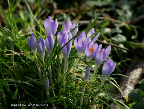 Krokussen.