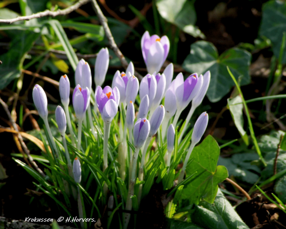 Krokussen - Planten - Krokussen