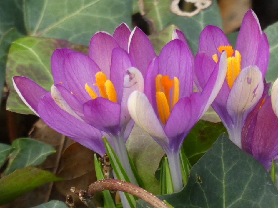 Krokussen - Planten - 