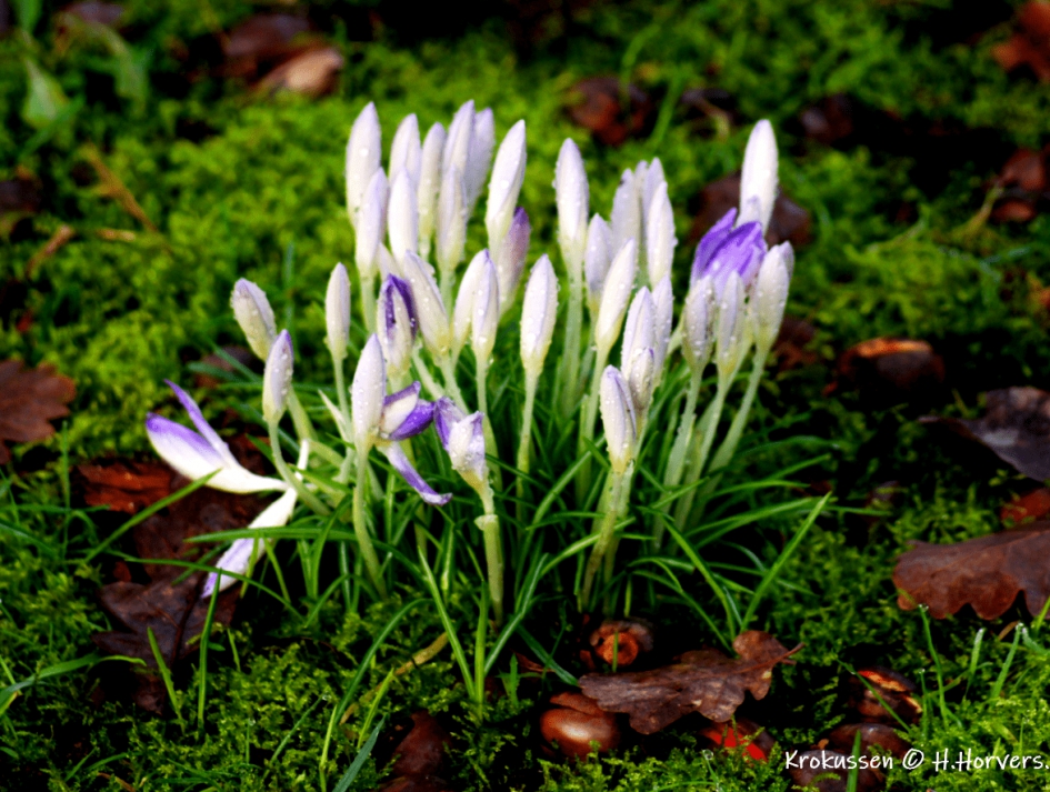 Krokussen - Planten - Krokussen