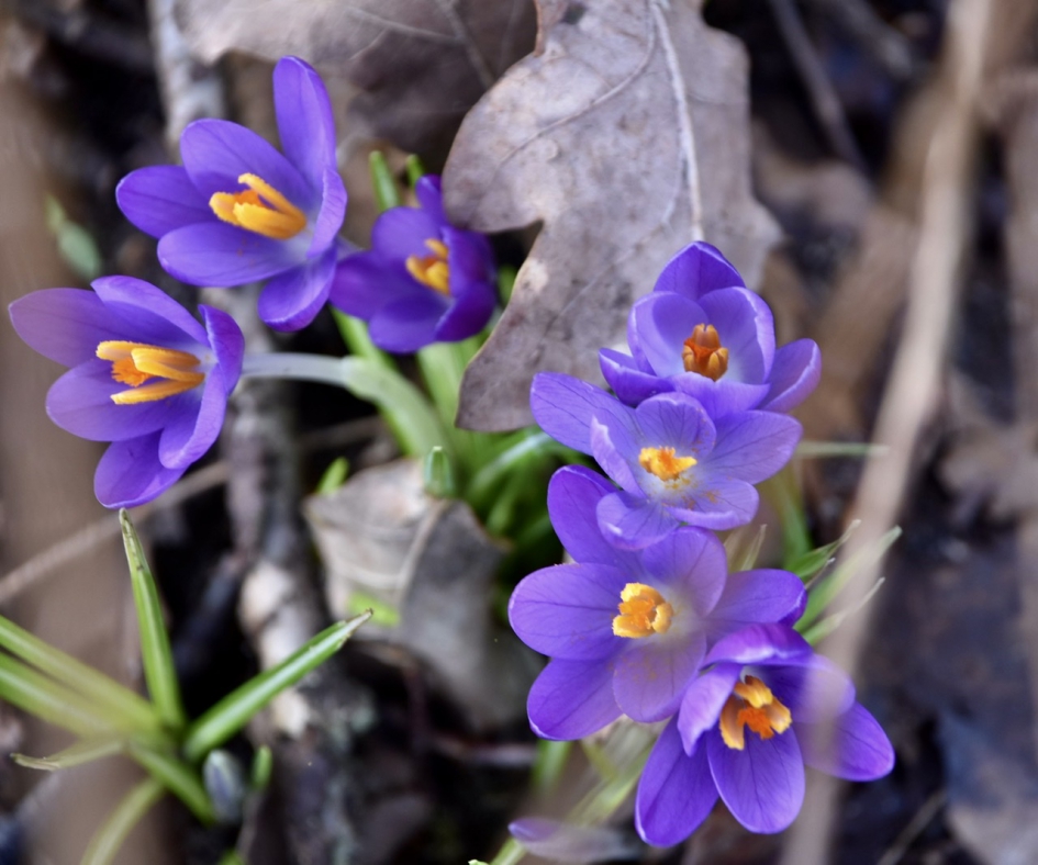 Krokussen - Planten - 