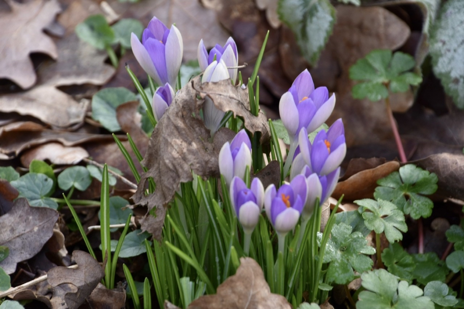 Krokussen 2 - Planten - 