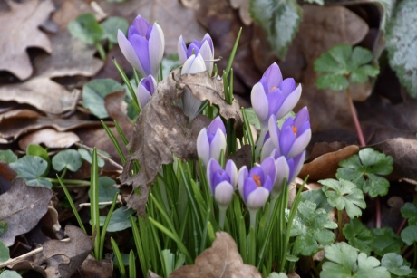 Krokussen 2