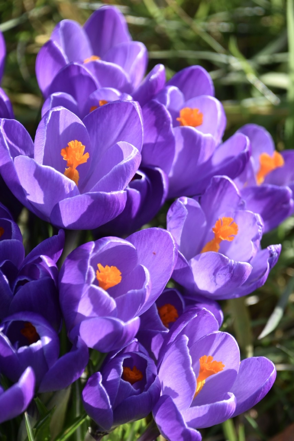 Krokussen - Planten - 