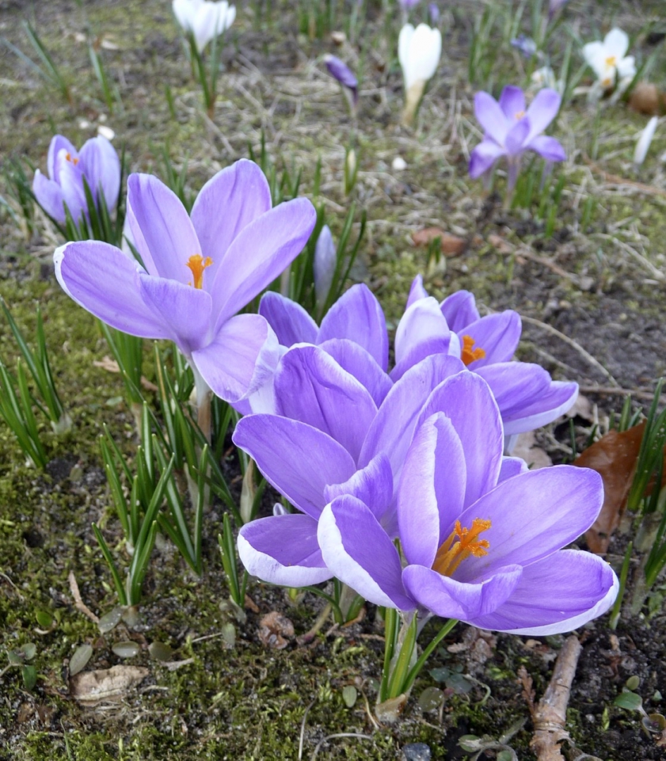 Krokussen - Planten - 