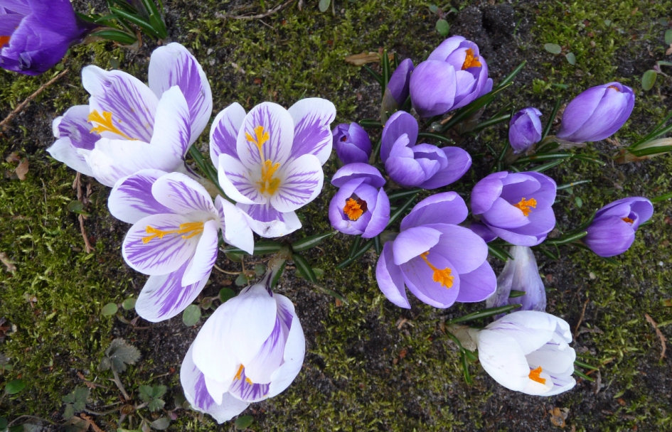 Krokussen - Planten - 