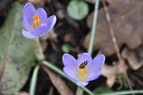 Krokussen met bezoek