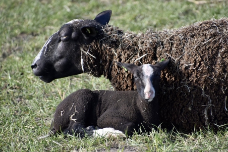 Lammetje van het zwartbles schaap