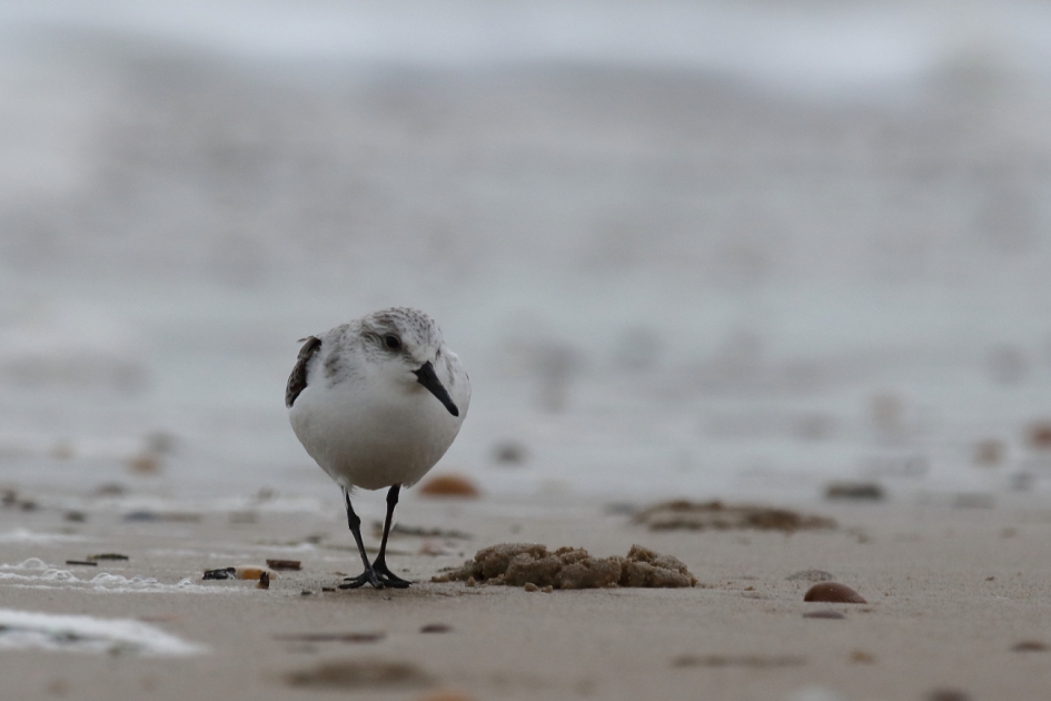 langs de vloedlijn - Vogels - drieteenstrandloper