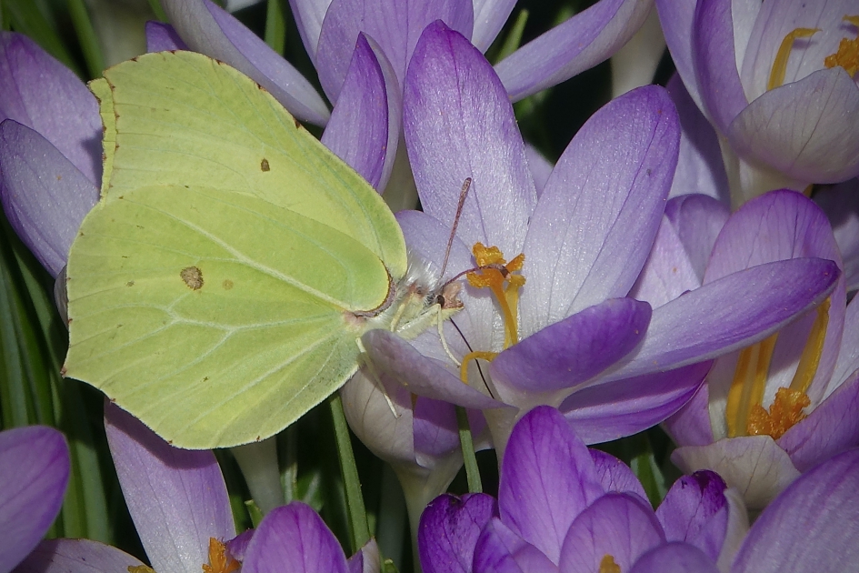 Lavende Citroen - Geleedpotigen - Citroenvlinder