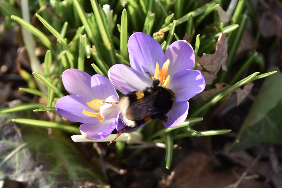 Lekker... - Geleedpotigen - 