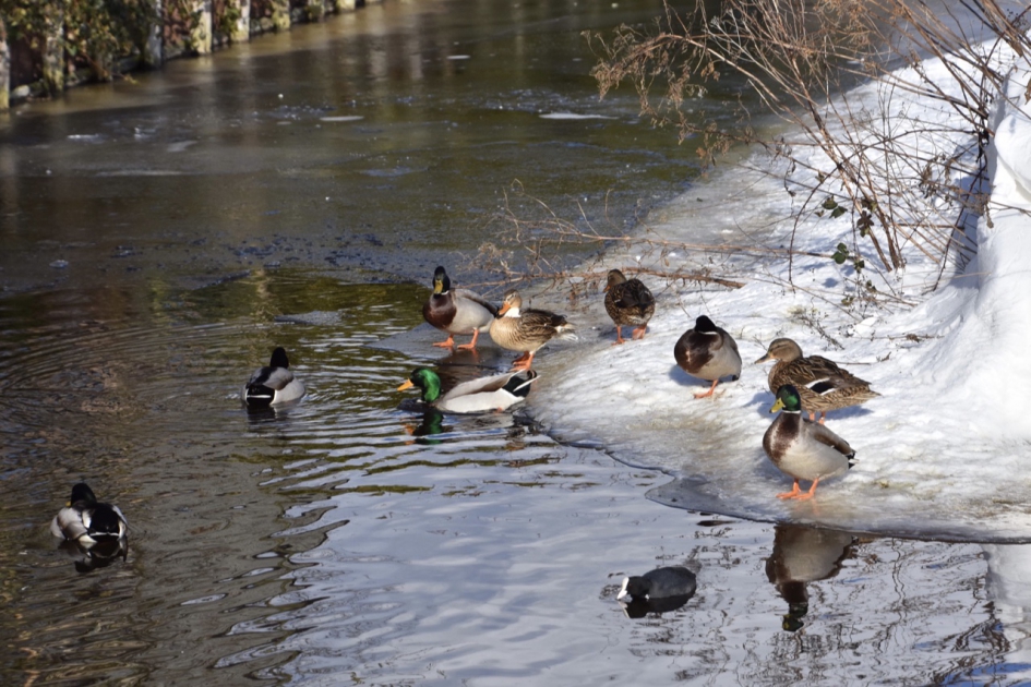 Lekker weertje - Vogels - 